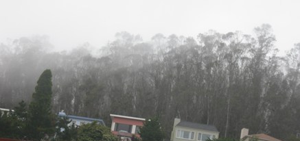 cloud forest june 24 09 003 cloud forest june 24 09 003