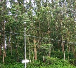 Undergrowth in a stand of eucalyptus