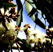 flowering_gum with bees susan walter 3