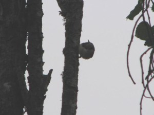 Pygmy Nuthatch (Photo by Harry Fuller)