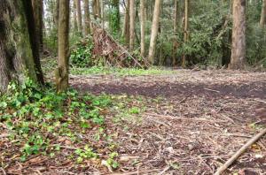 sutro forest june 25 09 012