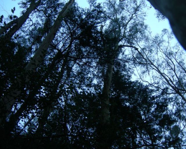 the forest at dusk
