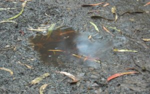 While in the forest there were even a few puddles.