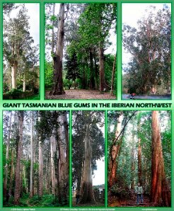 GiantGlobulus small GiantGlobulus small