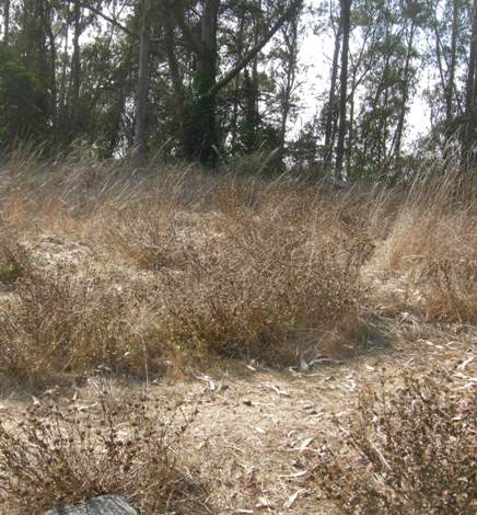 Rotary Garden, September