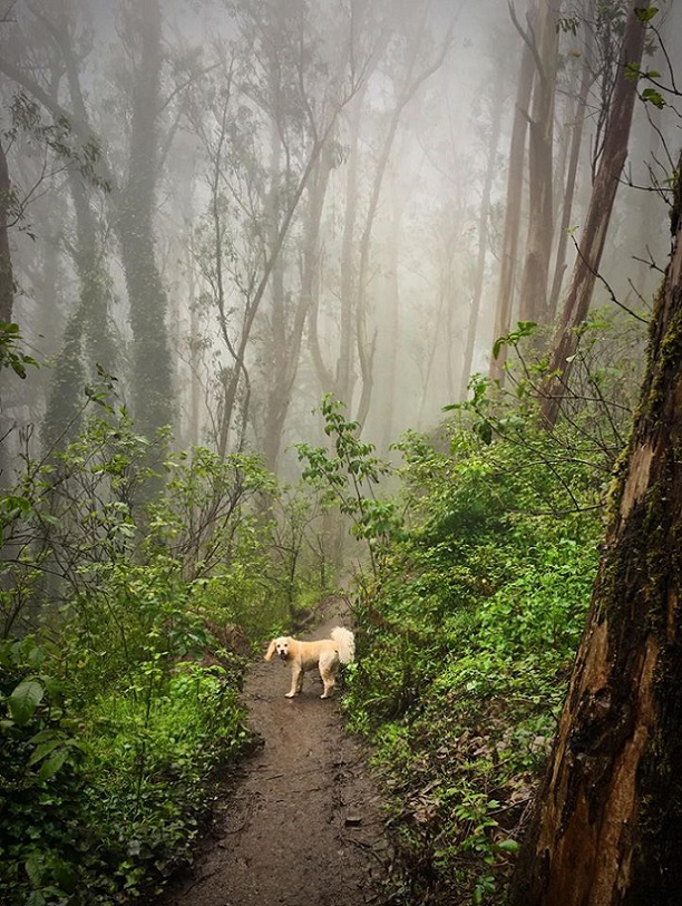 cloud forest with dog sm