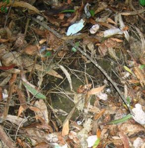 The duff was wet above the dried-out trail