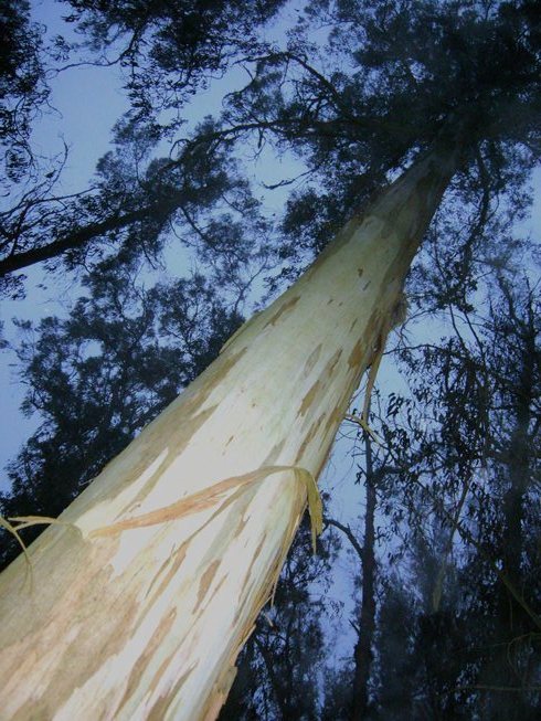 eucalyptus evening