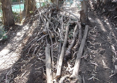 flammable dry wood Flammable dry wood in the forest