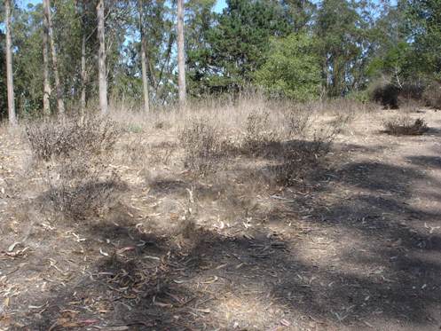 native garden 2 Native garden 2 - MS