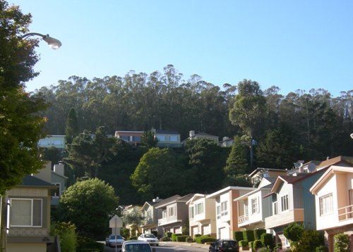 south ridge south ridge - the forest in Forest Knolls