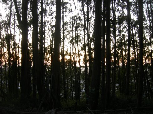 sunset oct 09 Evening in the forest