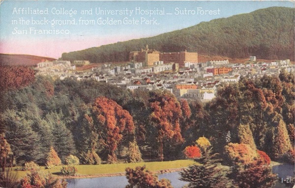 Sutro Forest 1910 postcard sm