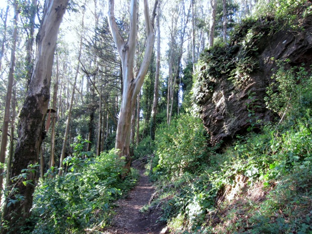 Trail through eucalyptus forest showing dense trees and greenery