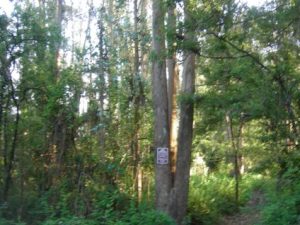 Mt Sutro Cloud Forest