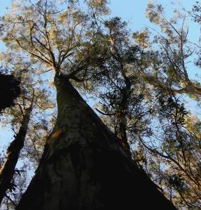 Sutro Forest trees