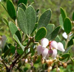 sm-Arctostaphylos_hookeri_ssp_franciscana_3