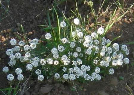 Sweet Alyssum