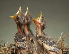 Baby birds (Photo credit www.mi9.com )