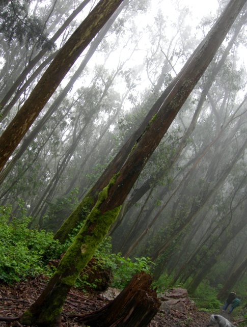 trees and fog