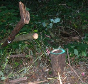 green ringed tree stump