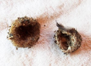 hummingbird nests collected in Sutro Forest