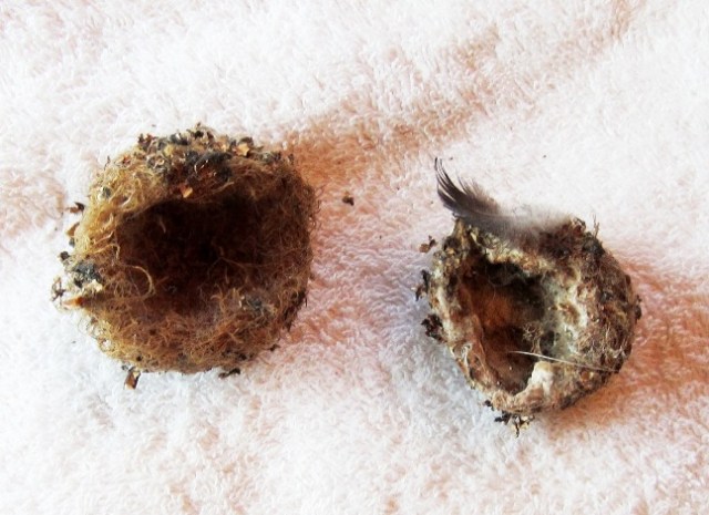hummingbird nests collected in Sutro Forest