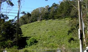 coastal scrub above Laguna Honda Reservoir