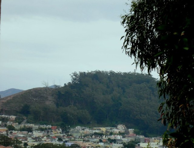 mount davidson forested 2009