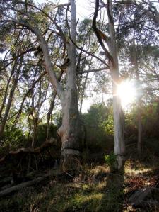 Two girdled trees