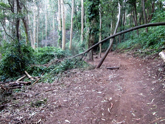 new trail