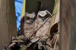 Owlets in an eucalyptus tree nest