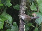 Bewick's wren in San Francisco photo from SFForest.net
