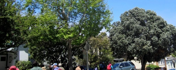 trees in Cole Valley