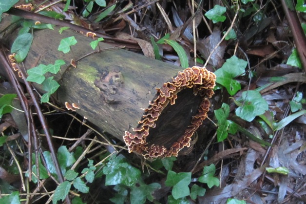 fungus on a log