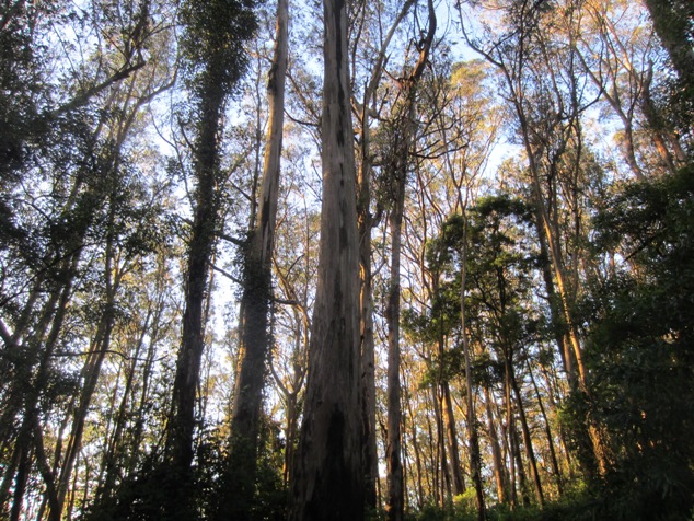 gilded by the setting sun