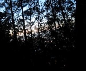 lights through the trees