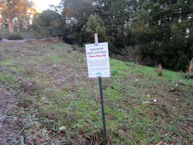meadow replanting on mt sutro