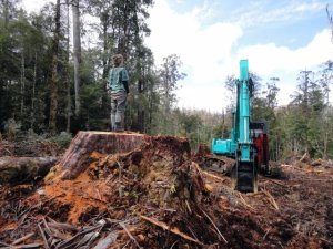 Protestor on a felled tree stump - Tasmania