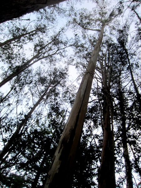 tall eucalyptus in Sutro Forest