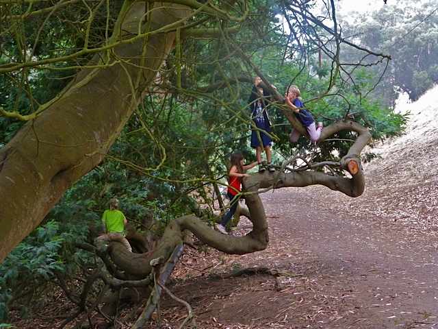 Ancient acacia tree along the ground, with kids climbing it