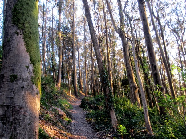 path through the forest