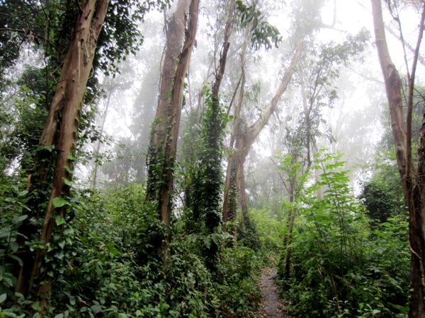 sutro forest path