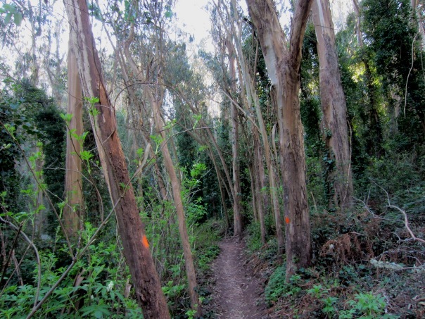 trees with orange blobs