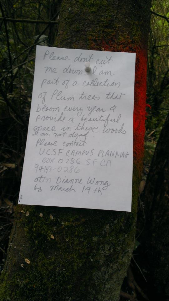 notes in the forest - Gina Hall