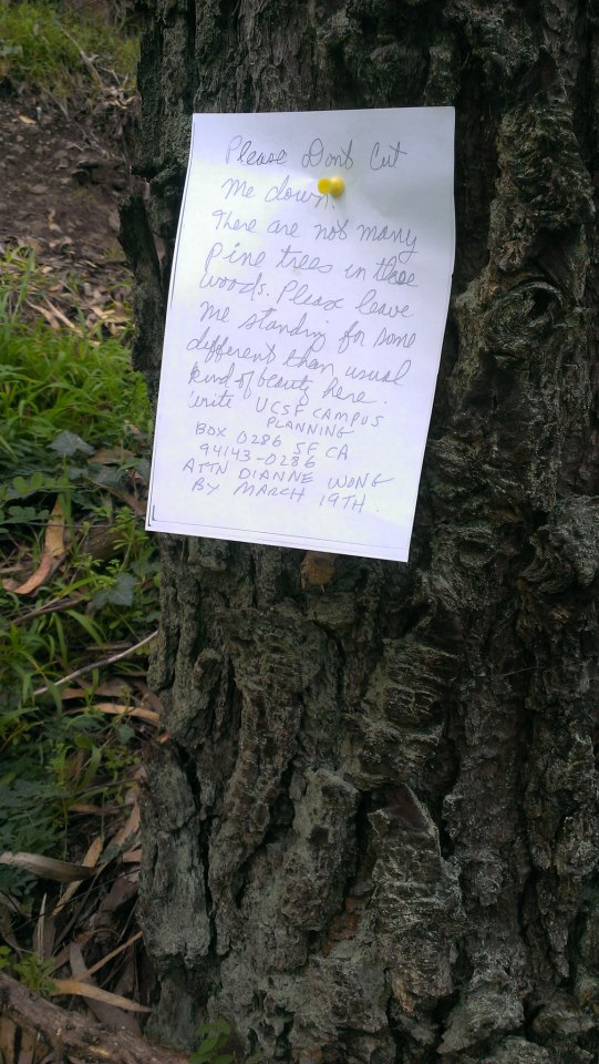 notes in the forest2 - Gina Hall