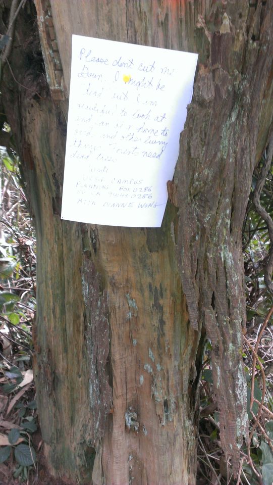 notes in the forest3- Gina Hall