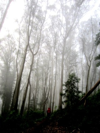 hiker in Sutro Forest
