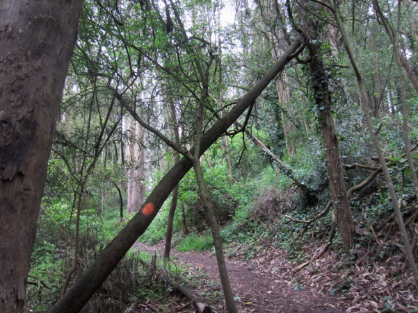 leaning tree orange blob - Mount Sutro Forest
