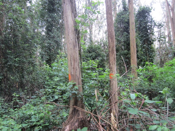 orange blob trees - Mount Sutro Forest